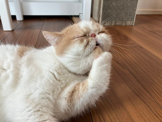 母さんに猫パ ンチ 知らんぷり決め込む息子 母猫の厳しい制裁 これはごまかしきれんな ほ とせなnews