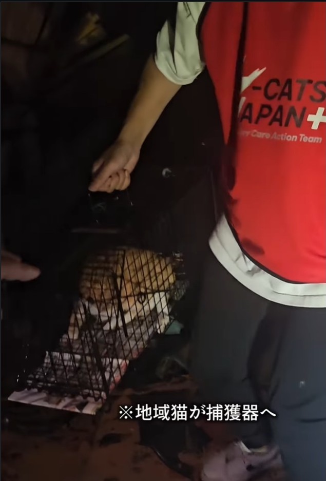 捕獲器に入ったのは別の猫だった（「つかねこ動物愛護環境福祉事業部」さん提供、Instagramよりキャプチャ撮影）