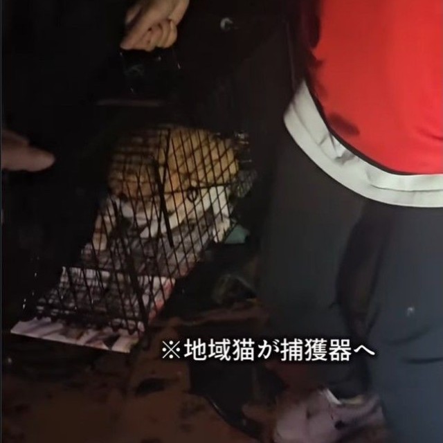 捕獲器に入ったのは別の猫だった（「つかねこ動物愛護環境福祉事業部」さん提供、Instagramよりキャプチャ撮影）