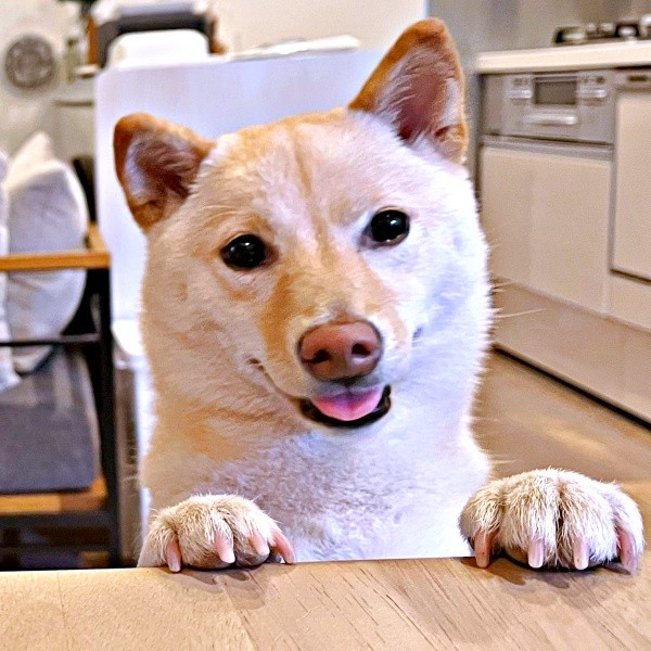 にこにこ笑顔がキュートなうるちゃん（画像提供：うるちゃんさん）