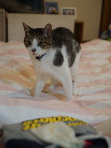 「ばぁばは枕元に、旅立ったじん君の服や最後につけていたおむつを置いている、さみしいんだね……僕がこれから一緒に寝るよ、ひざにも乗るし、おやつもねだってあげる」（A子さん提供）

