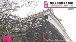 宮城県の桜の名所　白石城でも桜が開花　独自に開花宣言