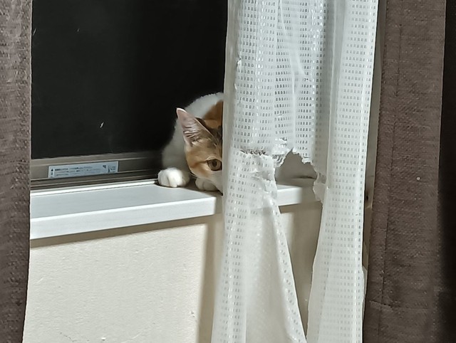 加工後の「レースのカーテン」と、加工主のセルジオ悦子ちゃん（画像提供：セルゥゥゥゥァァァァァさん）