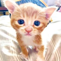 2024年7月に保護されたちまくん。ミルクを飲んですくすく成長していきましたちまくん（画像提供：ぽめさん）