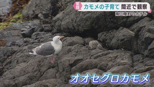 岩場でカモメが子育て　ホテルから観察　宮城・南三陸町