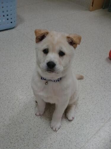 家にきたころの「丸太」