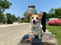 子どもの日は、折り紙の兜を耳の上にチョン