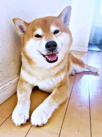 ニコニコ笑顔が愛らしいこたろうくん（画像提供：こたろうくん）