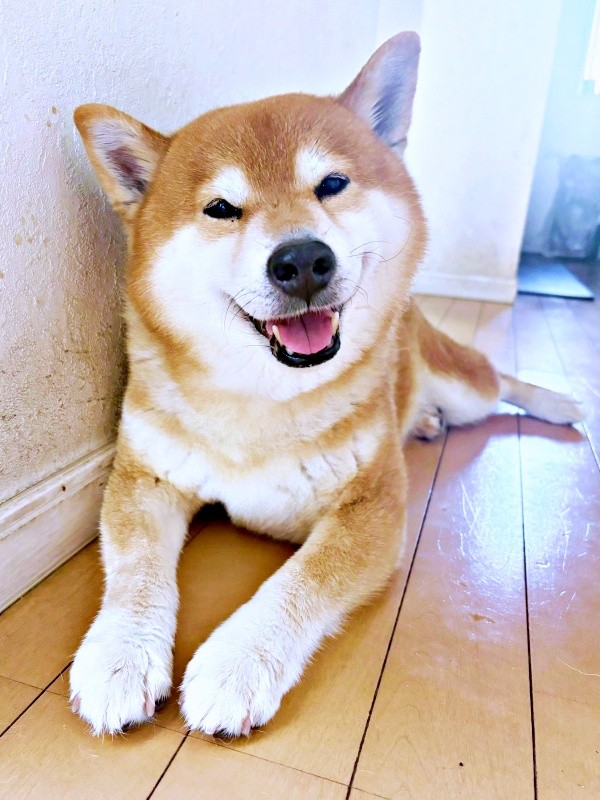 ニコニコ笑顔が愛らしいこたろうくん（画像提供：こたろうくん）