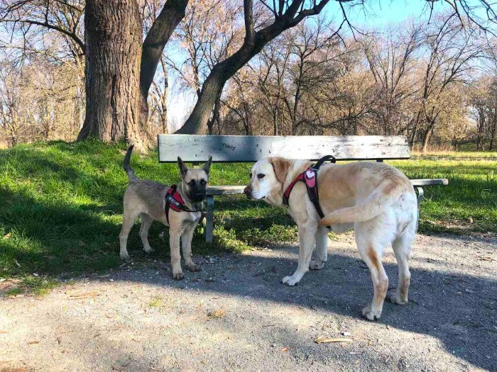 散歩で出会った元保護犬の子犬。最近は保護犬をもらって可愛がる人が本当に増えた