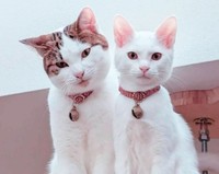 Kさんの家に迎えられて間もなくして、先住猫とも仲良く過ごすように