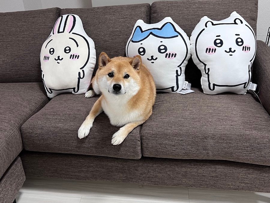 お値段以上？」柴犬の厳しい「ソファ審査」に、ニトリ公式も反応