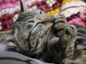 成長しても肉球をちゅうちゅう　私の愛しき“指しゃぶり猫”