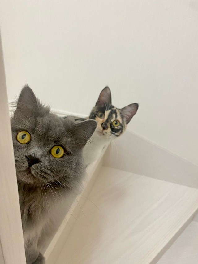 気の合う２匹＝さとう＠猫ぼっこさん（@necobokko）提供