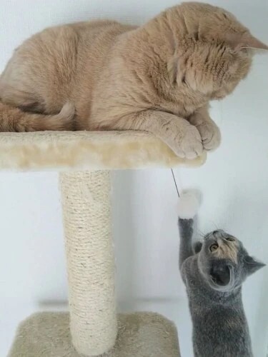 家にきたころの「さねちゃん」

