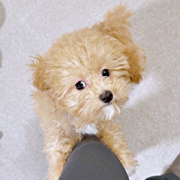 「何食べるの？ ちょうだい！」とアピールするからあげちゃん（画像提供：からあげという犬さん）