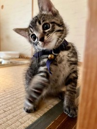 生後1カ月のころのぜんちゃん（画像提供：お母ちゃん こてつ ぜんさん）