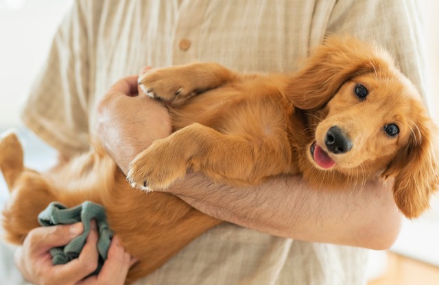 獣医師が教える「正しいだっこの手順」は…※画像はイメージです（One/stock.adobe.com）