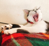 気持ちよすぎて大あくび