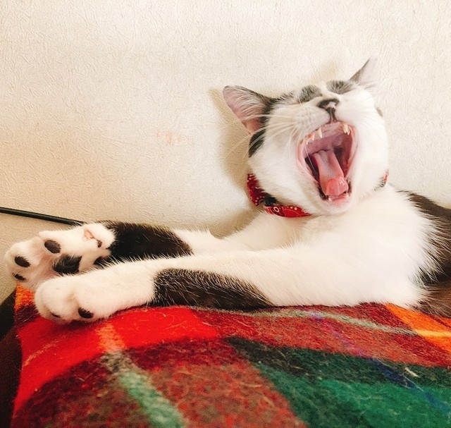 気持ちよすぎて大あくび