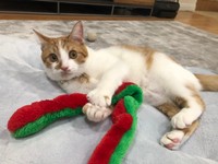 ひしっとおもちゃを握りしめる手も可愛い