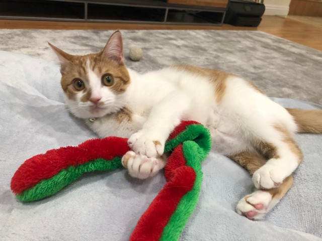 ひしっとおもちゃを握りしめる手も可愛い