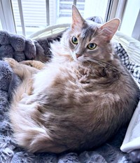 成長につれてもふもふの毛並みになったハナちゃん（画像提供：とりゆねこさん）