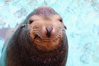 アシカの「ケイタ」 ※桂浜水族館提供
