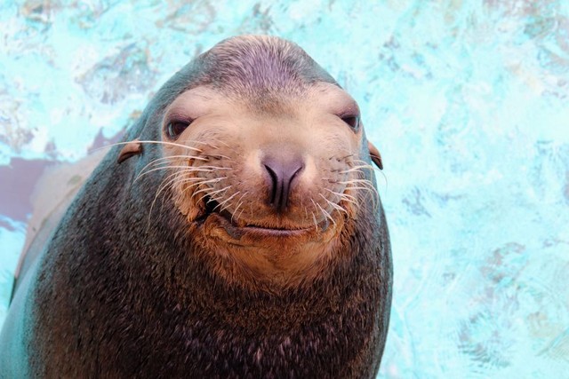 アシカの「ケイタ」 ※桂浜水族館提供