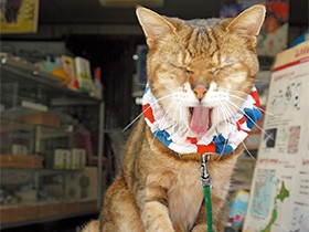 グルメタウン長崎は、猫にもやさしい　尾曲がり猫たちが住む街