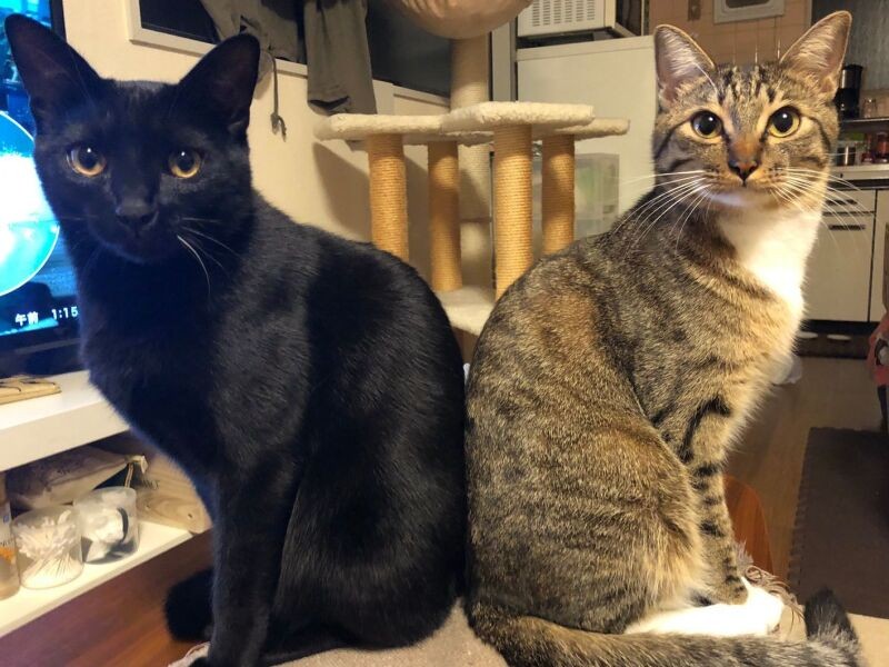 「これからうんとママを忙しくさせます……じゃなくて、見守ります」（シロミさん提供）