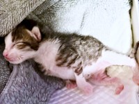 保護まもないころ、すやすやと眠るにものちゃん（画像提供：にものちゃんねる【保護猫日記】さん）