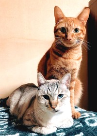 チャト吉とニャース仲良くツーショット（画像提供：團田芳子さん）