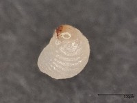 コクゾウムシの幼虫（画像提供：アース製薬）