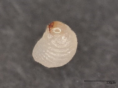 コクゾウムシの幼虫（画像提供：アース製薬）