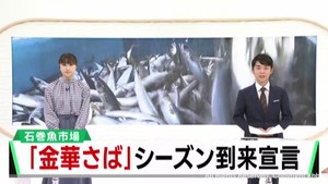 ブランド「金華さば」シーズン到来　宮城・石巻魚市場