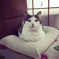 祖母の名前から取り、しーちゃんと命名