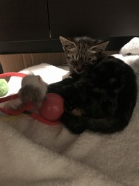 保護直後のチビ。う～ん、眠いんだニャ