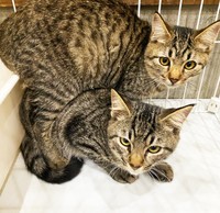 睨むように人間を見つめる外猫数匹