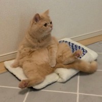 座布団にもなる=ちゃちゃまるすももさん（@manmaruchan21）提供