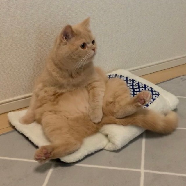 座布団にもなる=ちゃちゃまるすももさん（@manmaruchan21）提供