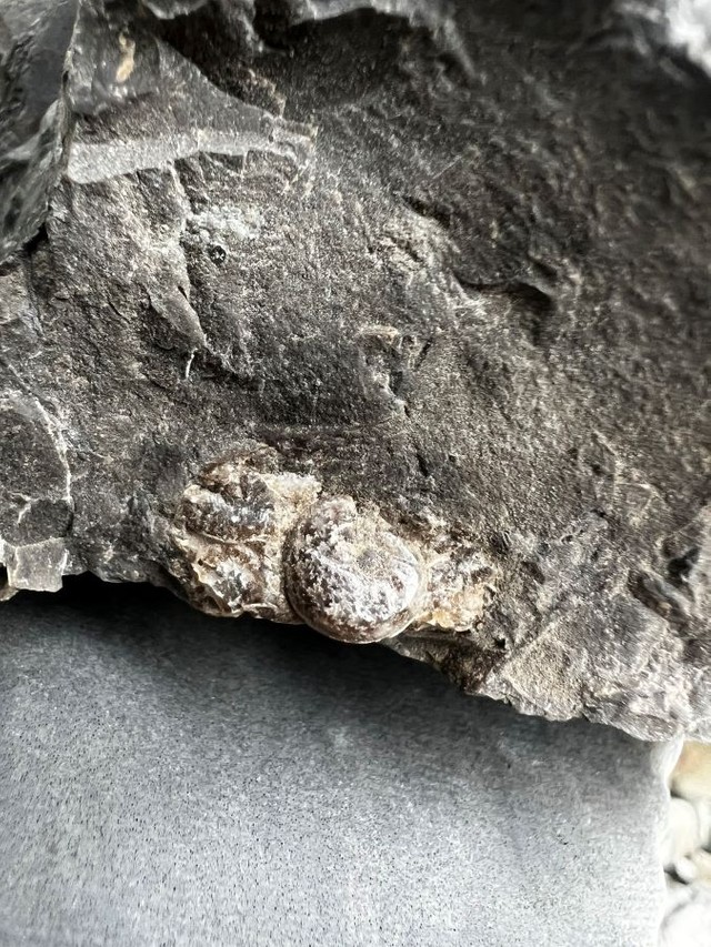 「完品ほしいよぉ…」と、これではまだ満足ではない様子のぽにょさんでした。 ※ぽにょさん提供