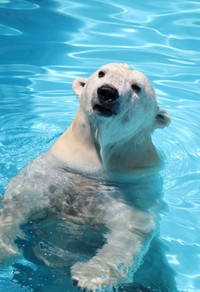 プール日和のバフィン（202107 浜松市動物園提供）