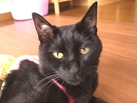 雨の公園に捨てられた子猫たち　譲渡希望のない黒猫に情が移る