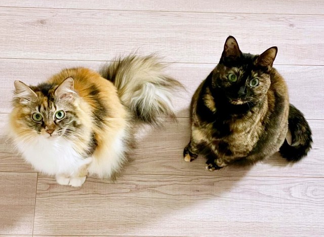 飼い主さんを見上げる（左から）つくしちゃんとりりちゃん（画像提供：りりつくさん）