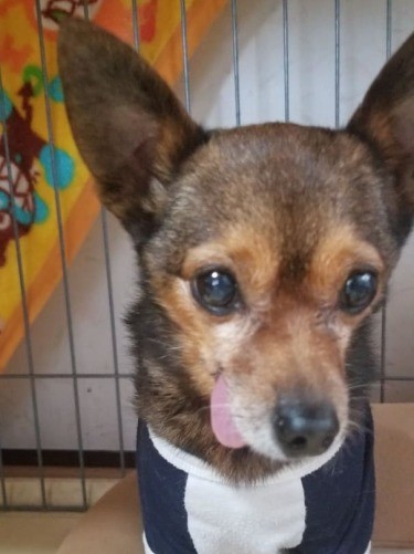 新谷さんの実家の犬、リリー。子供のころから犬や猫が身近にいた（新谷さん提供）