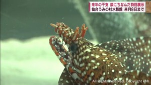 ２０２４年の干支にちなみ特別展示　ウツボの仲間ドラゴンモレイ　仙台うみの杜水族館