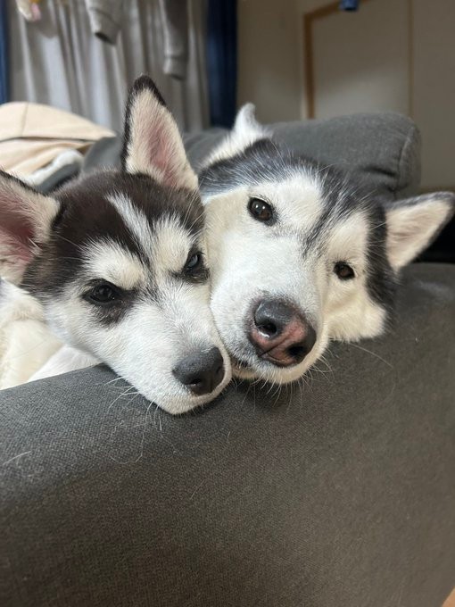 レアちゃんとラニちゃんのツーショット（提供：LANI♡LEA🐺さん）