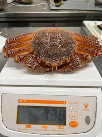 身がしっかりと詰まった毛蟹さん。