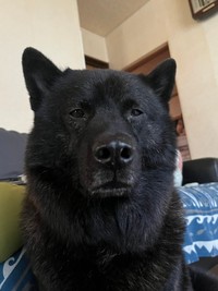 すごくクマ（提供：愛さん）